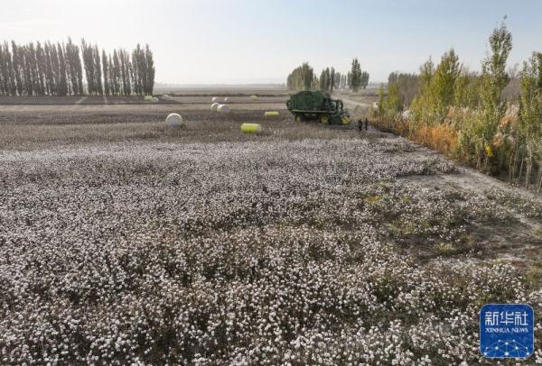 新疆我国最大产棉区棉花采收忙