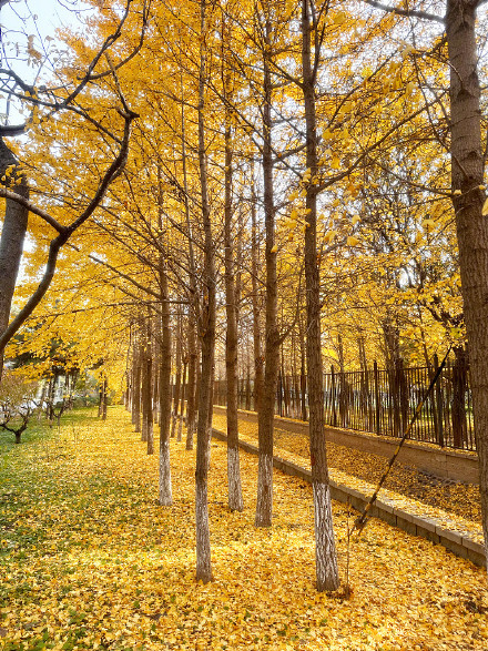 氛围感拉满！秋天的银杏落叶能有多美