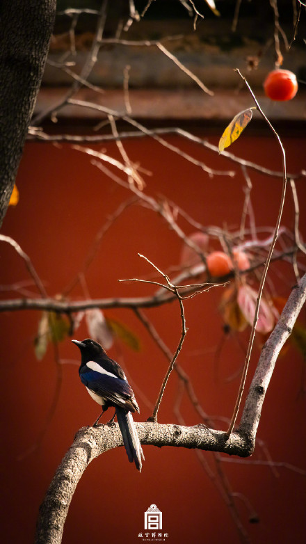 秋日故宫壁纸上新了