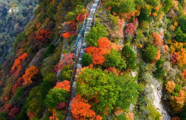 美无边!《秦岭秋日图鉴》来了 美无边!《秦岭秋日图鉴》来了