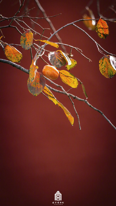 秋日故宫壁纸上新了