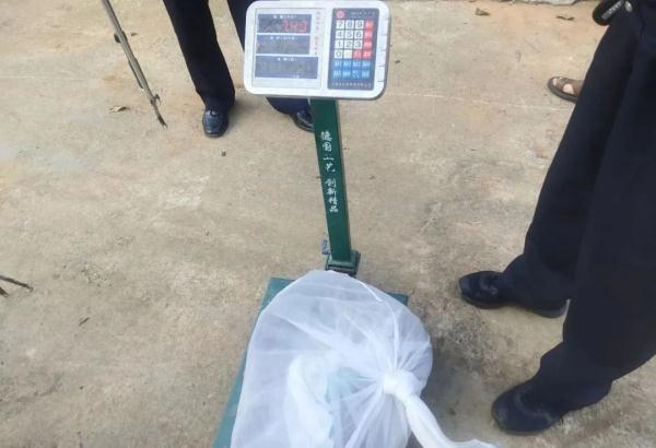 你见过这么重的“眼镜王蛇”吗? 你见过这么重的“眼镜王蛇”吗?