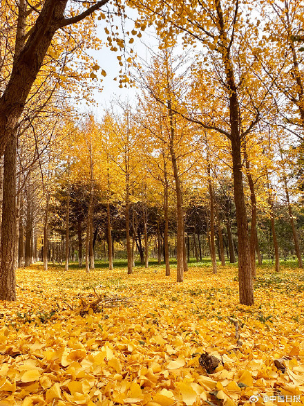 秋天的银杏落叶能有多美