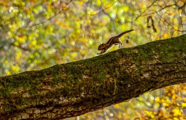 美无边!《秦岭秋日图鉴》来了 美无边!《秦岭秋日图鉴》来了