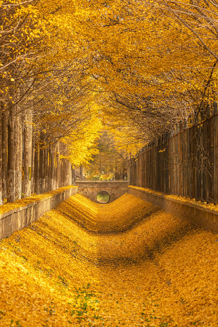 氛围感拉满！秋天的银杏落叶能有多美