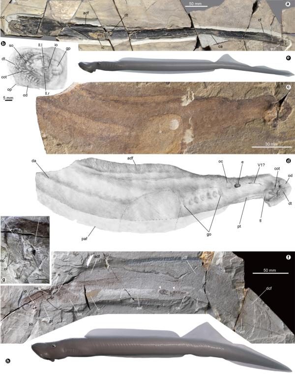 远古发现 | “水下杀手”七鳃鳗1.6亿年前可能“吃肉”不“饮血”