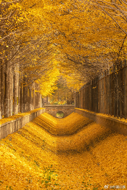 秋天的银杏落叶能有多美