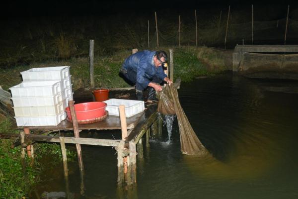 什么虫子动了广东人的DNA? 什么虫子动了广东人的DNA?