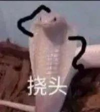 你见过这么重的“眼镜王蛇”吗? 你见过这么重的“眼镜王蛇”吗?