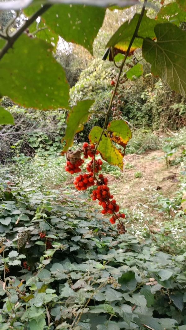 浙江女子晒出神秘果子!网友:花钱都买不到! 浙江女子晒出神秘果子!网友:花钱都买不到!