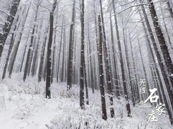 一夜入“冬”，石家庄这里下雪啦！