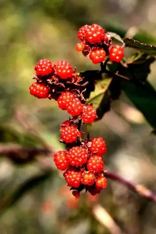 浙江女子晒出神秘果子!网友:花钱都买不到! 浙江女子晒出神秘果子!网友:花钱都买不到!