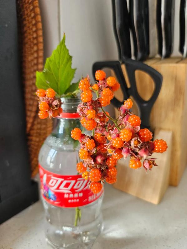 浙江女子晒出神秘果子!网友:花钱都买不到! 浙江女子晒出神秘果子!网友:花钱都买不到!