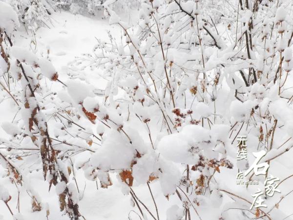 一夜入“冬”，石家庄这里下雪啦！