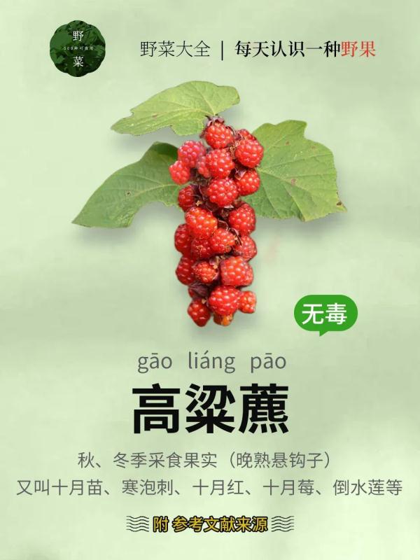 浙江女子晒出神秘果子!网友:花钱都买不到! 浙江女子晒出神秘果子!网友:花钱都买不到!