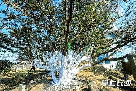 1109岁!长沙树王藏身黑麋峰 1109岁!长沙树王藏身黑麋峰