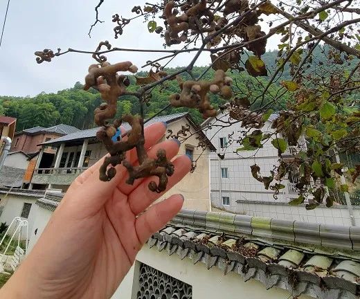 浙江女子晒出神秘果子!网友:花钱都买不到! 浙江女子晒出神秘果子!网友:花钱都买不到!