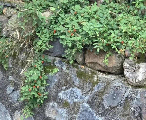 浙江女子晒出神秘果子!网友:花钱都买不到! 浙江女子晒出神秘果子!网友:花钱都买不到!