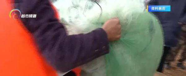 为期45天 昆明阳宗海将开湖捕银鱼啦! 为期45天 昆明阳宗海将开湖捕银鱼啦!