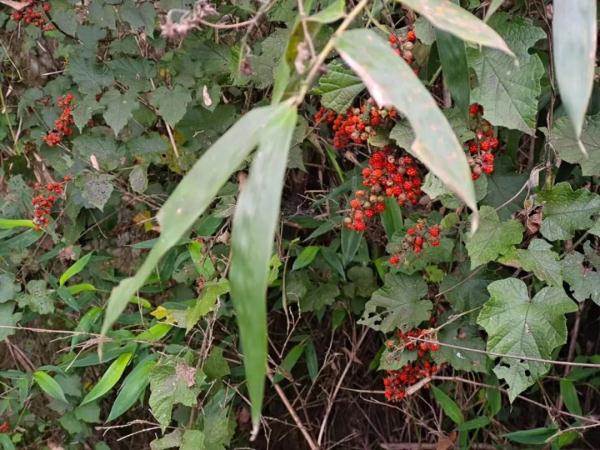 浙江女子晒出神秘果子!网友:花钱都买不到! 浙江女子晒出神秘果子!网友:花钱都买不到!