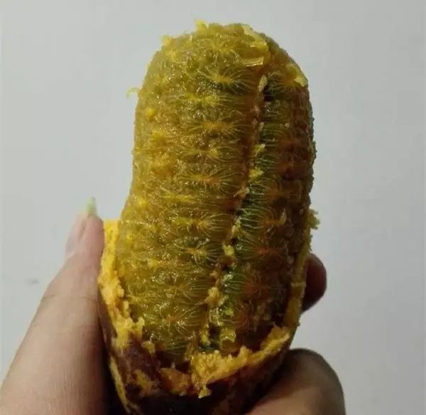 浙江女子晒出神秘果子!网友:花钱都买不到! 浙江女子晒出神秘果子!网友:花钱都买不到!