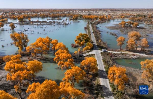 新疆金色胡杨迎客来