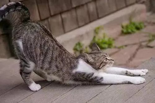 猫咪养生法，女性朋友们知道吗？