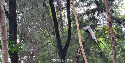 乐山井研首次发现国家二级野生保护动物白鹇