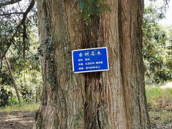 “大跳水”！200元一斤，暴跌到35元，网友：买买买！