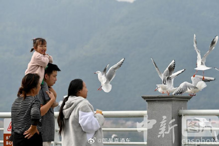 春城昆明现在全是海鸥