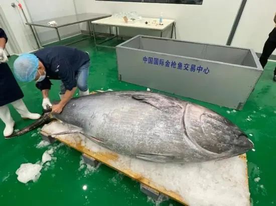体长3.1米、体重374公斤！明星蓝鳍金枪鱼又来了！刷新进博“鱼王”纪录
