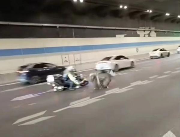 高架桥上惊现鸵鸟狂奔!“来回变道,有点堵车……” 高架桥上惊现鸵鸟狂奔!“来回变道,有点堵车……”