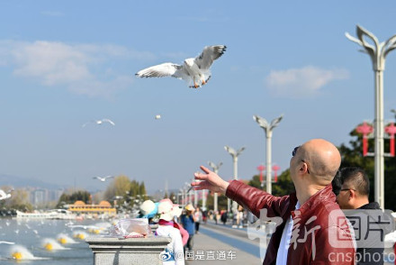 春城昆明现在全是海鸥