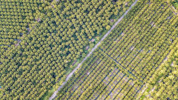 泰国椰香飘入进博会