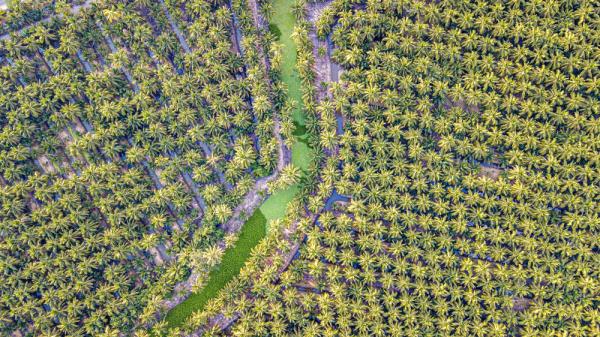 泰国椰香飘入进博会