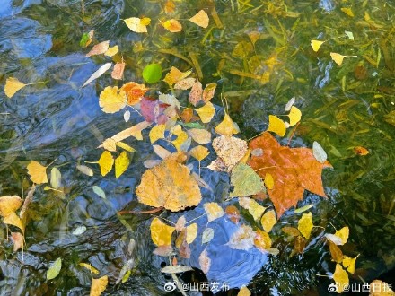 深秋时节,来晋祠邂逅“醉”美秋色 深秋时节,来晋祠邂逅“醉”美秋色