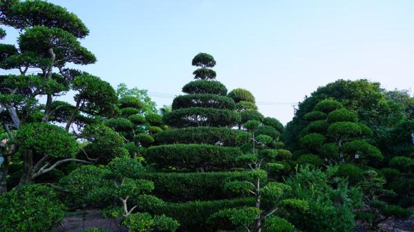 这座远郊小镇，铺就 “花样”致富路