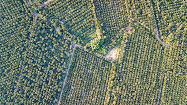 泰国椰香飘入进博会