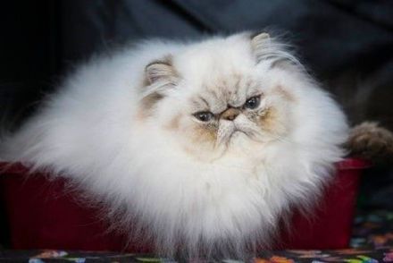 研究表明猫有近300种面部表情