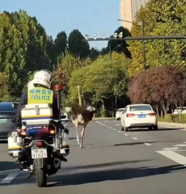 高架桥上惊现鸵鸟狂奔!“来回变道,有点堵车……” 高架桥上惊现鸵鸟狂奔!“来回变道,有点堵车……”