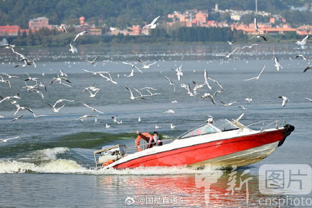 春城昆明现在全是海鸥