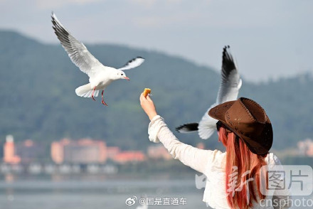 春城昆明现在全是海鸥