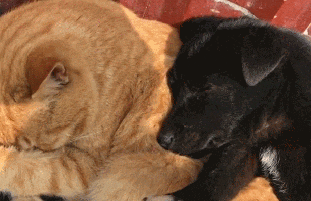 和爱的人睡在一起是“大补”,有科学依据吗? 和爱的人睡在一起是“大补”,有科学依据吗?