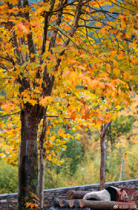 今秋四川平均气温历史同期最热