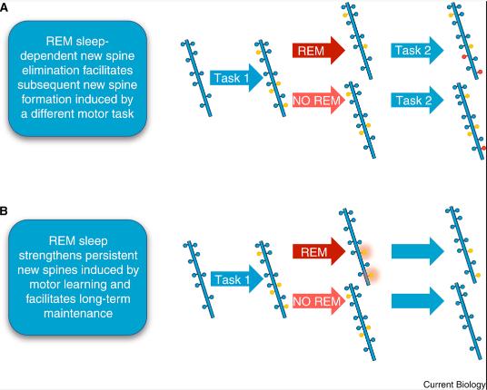 和爱的人睡在一起是“大补”,有科学依据吗? 和爱的人睡在一起是“大补”,有科学依据吗?