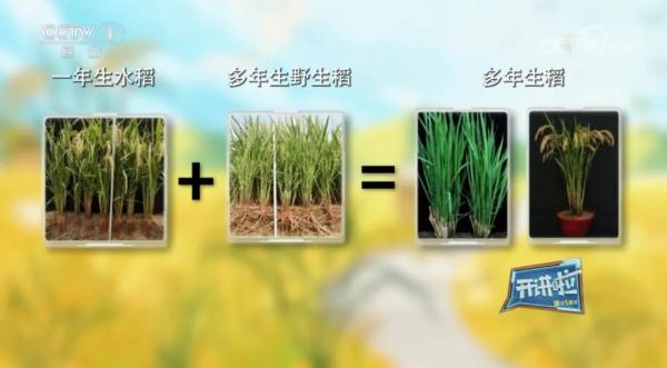 震撼全球！他让“割水稻就像割韭菜”成为现实