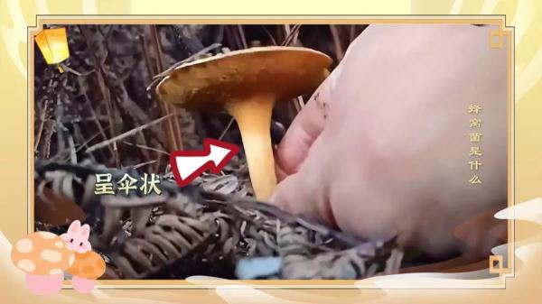 秋天多吃一条腿,做法简单人人爱! 秋天多吃一条腿,做法简单人人爱!