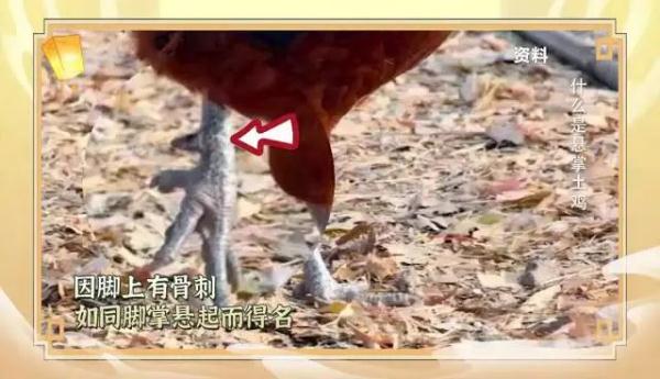 秋天多吃一条腿,做法简单人人爱! 秋天多吃一条腿,做法简单人人爱!