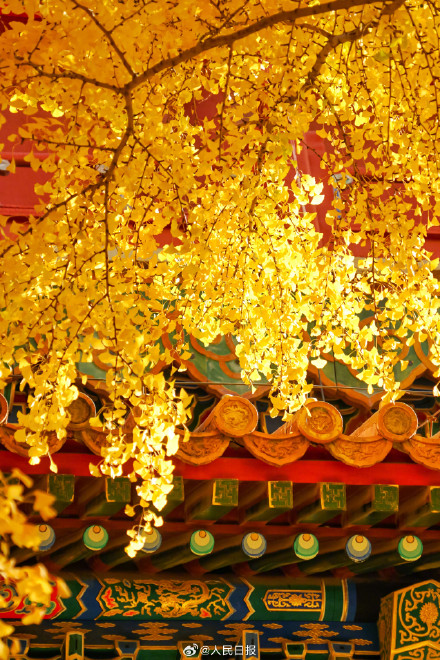 收藏大图！故宫银杏壁纸