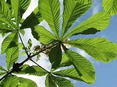 有毒，或致死亡！形似板栗，千万别误食...